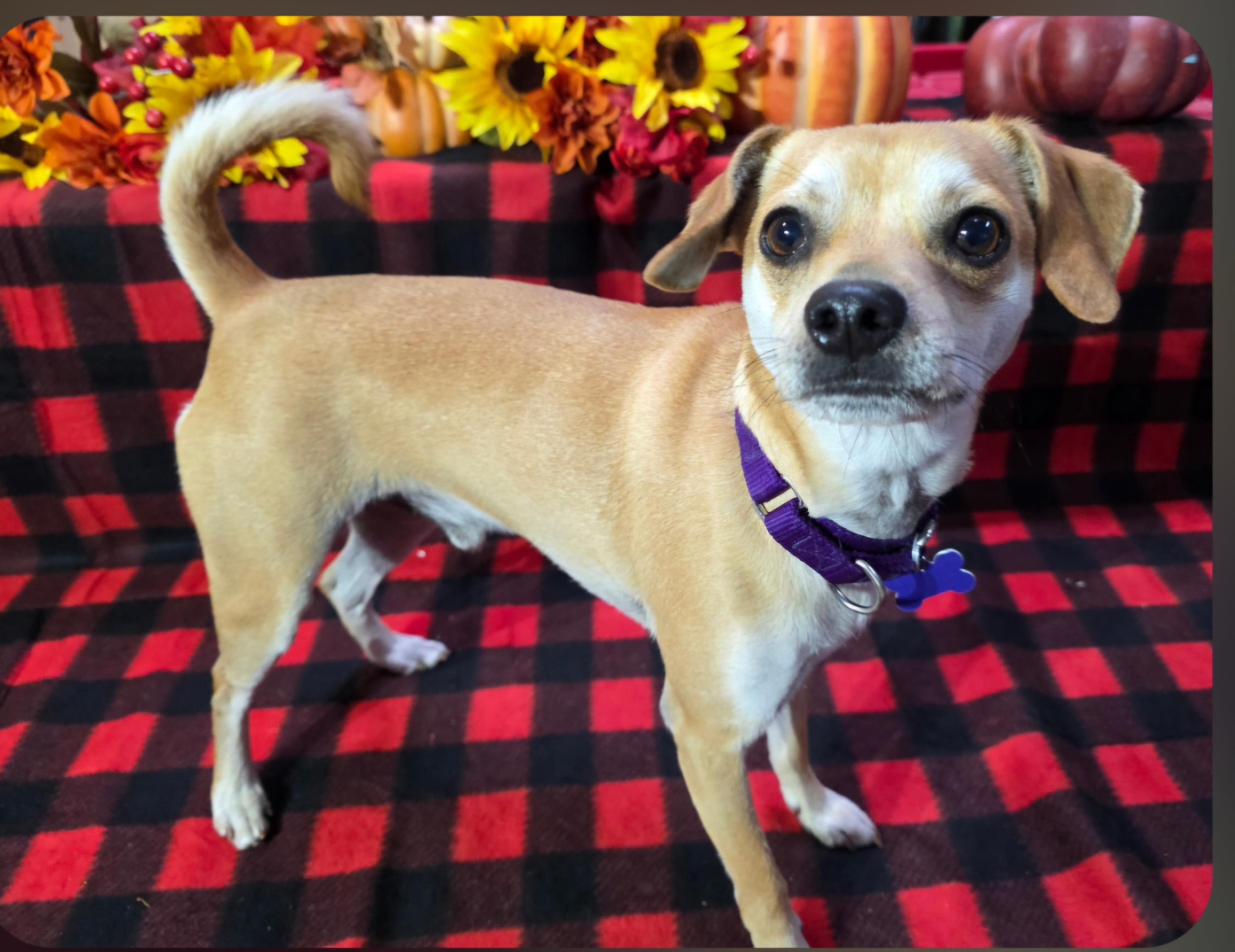 Enlarge Scooby, a Adoptable mixed breed in Jamestown, ND image 3/6
