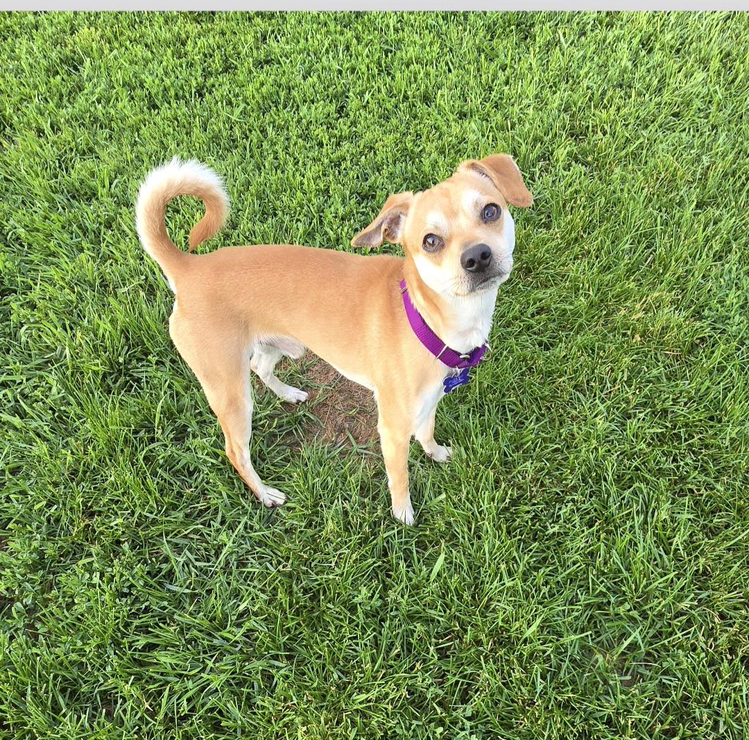 Enlarge Scooby, a ADOPTABLE mixed breed in Jamestown, ND image 5/6