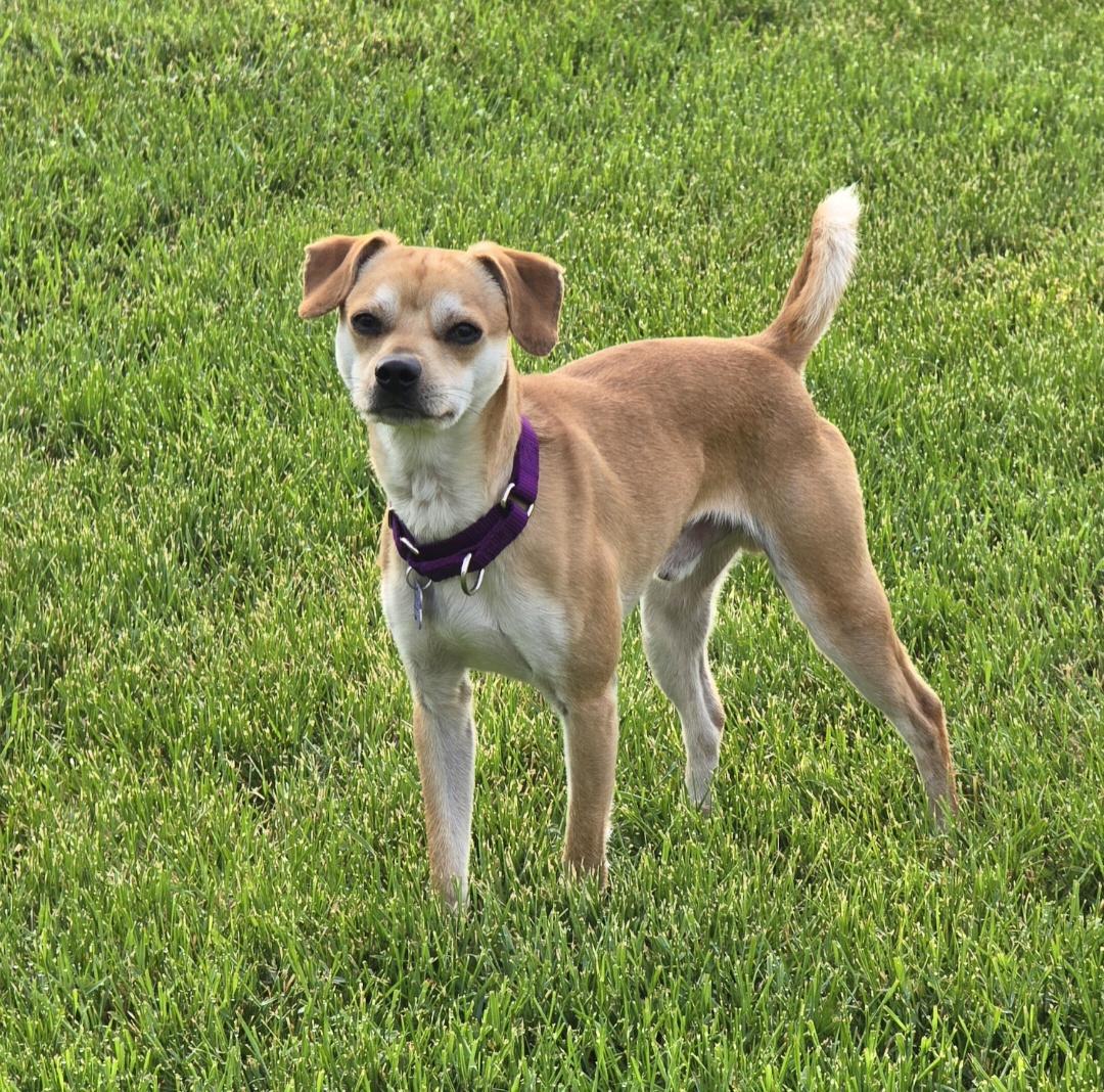 Enlarge Scooby, a ADOPTABLE mixed breed in Jamestown, ND image 1/6