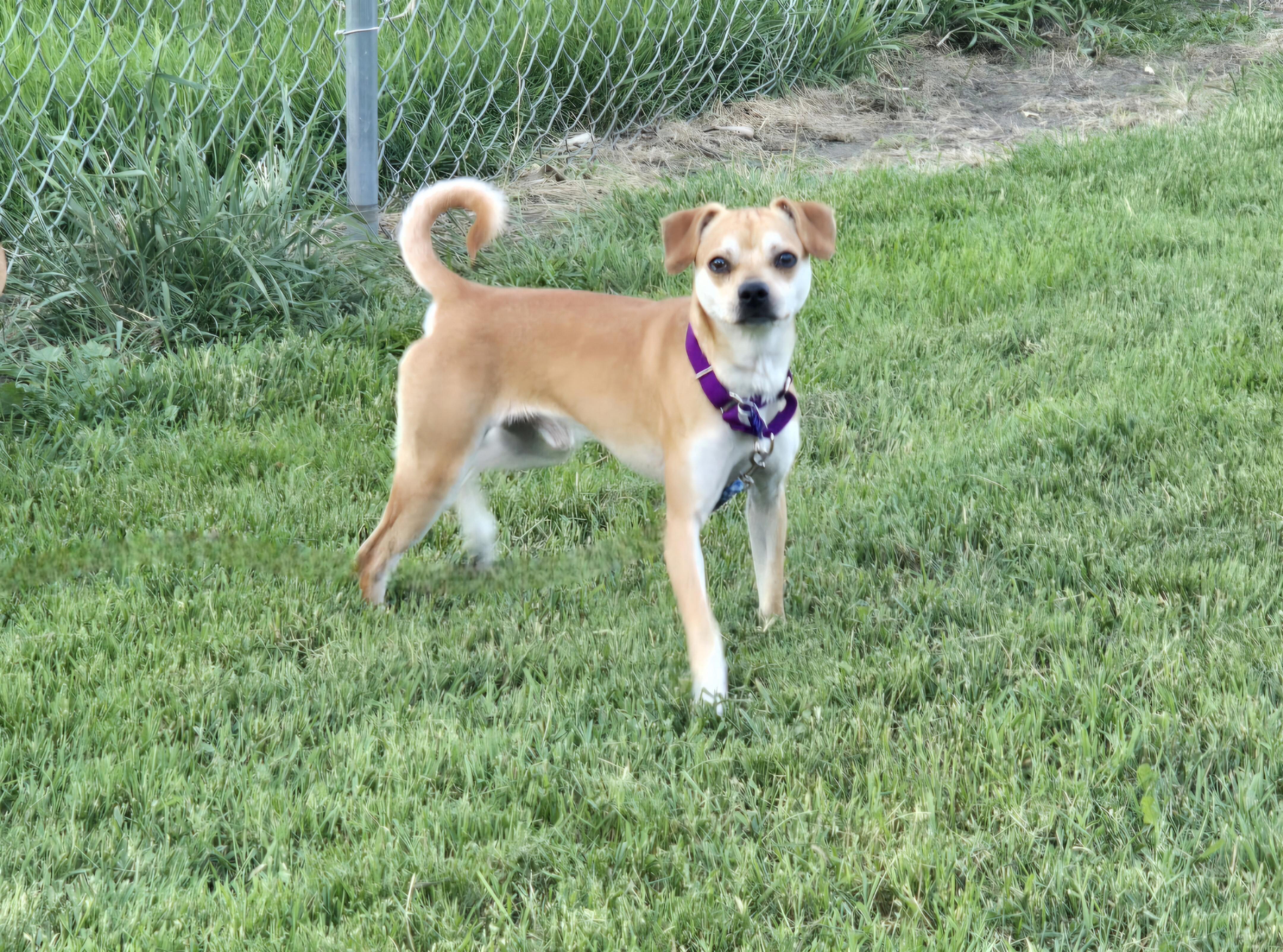 Enlarge Scooby, a ADOPTABLE mixed breed in Jamestown, ND image 2/6