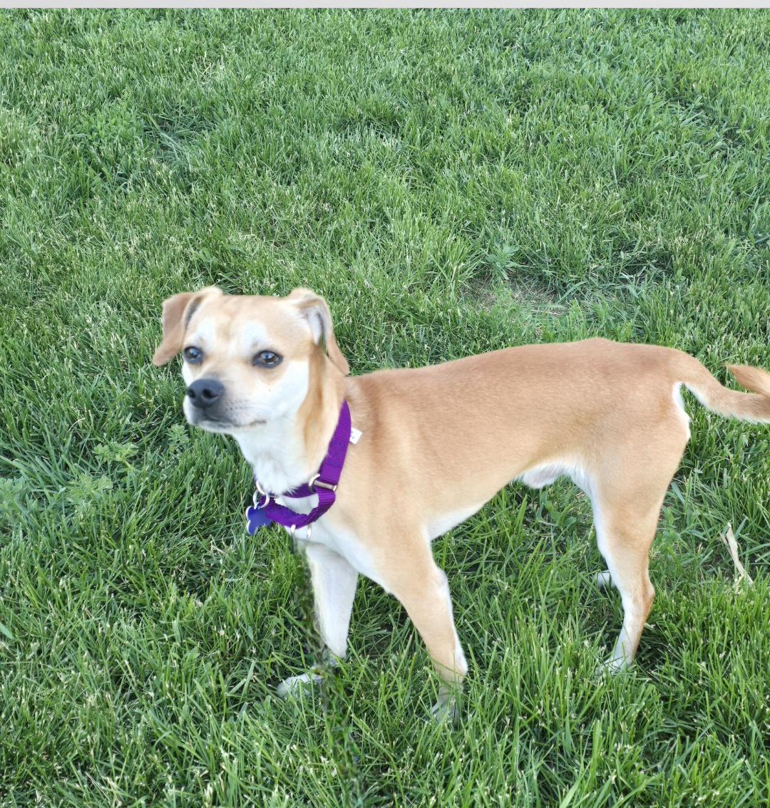 Enlarge Scooby, a ADOPTABLE mixed breed in Jamestown, ND image 3/6