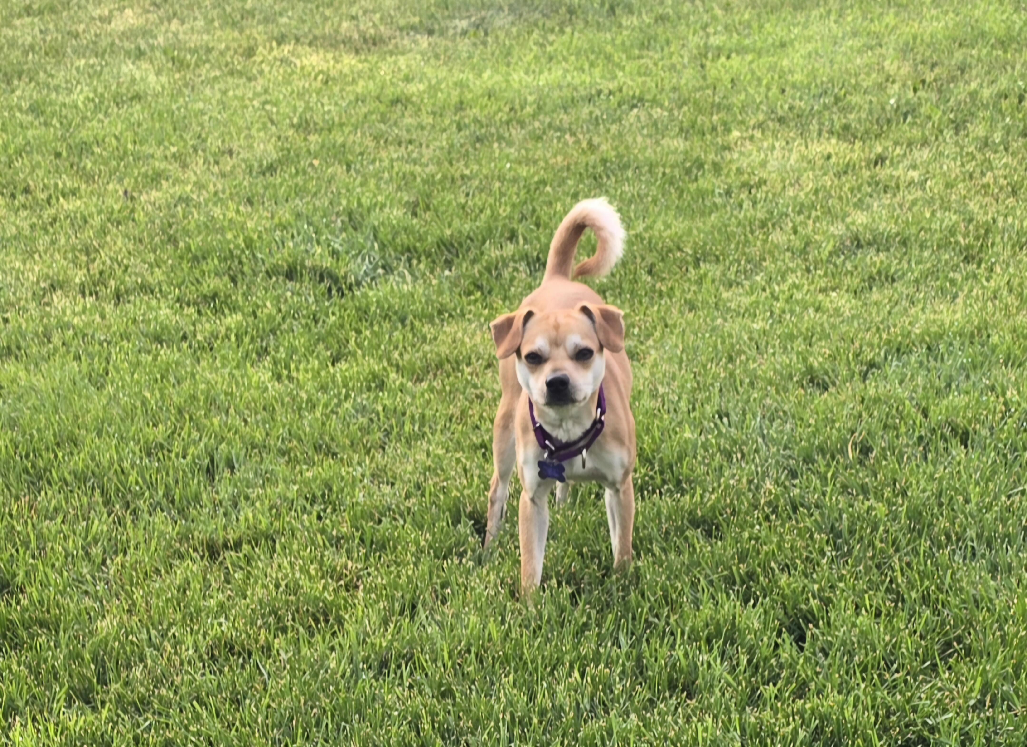 Enlarge Scooby, a ADOPTABLE mixed breed in Jamestown, ND image 6/6