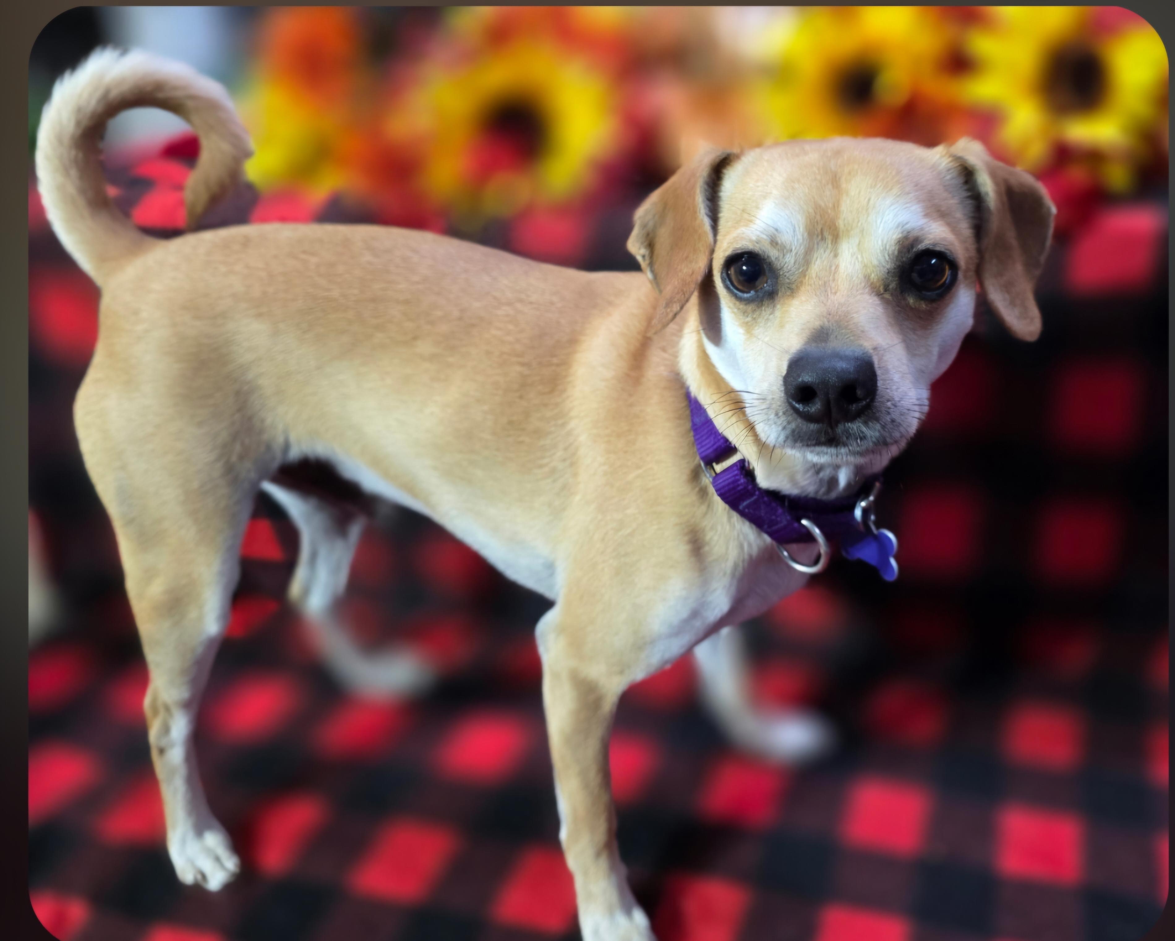 Enlarge Scooby, a Adoptable mixed breed in Jamestown, ND image 2/6