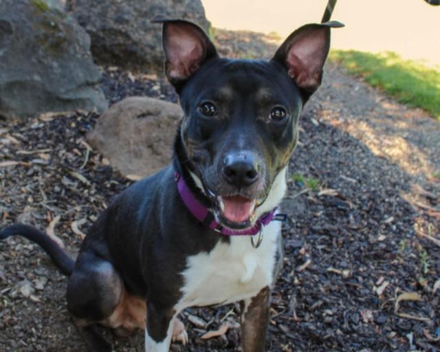 Enlarge OREO, a Adoptable mixed breed in Martinez, CA image 1/1
