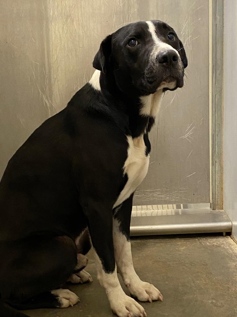 Enlarge 2023-10-050 *Boo*, a Adoptable Labrador Retriever in Winder, GA image 1/2