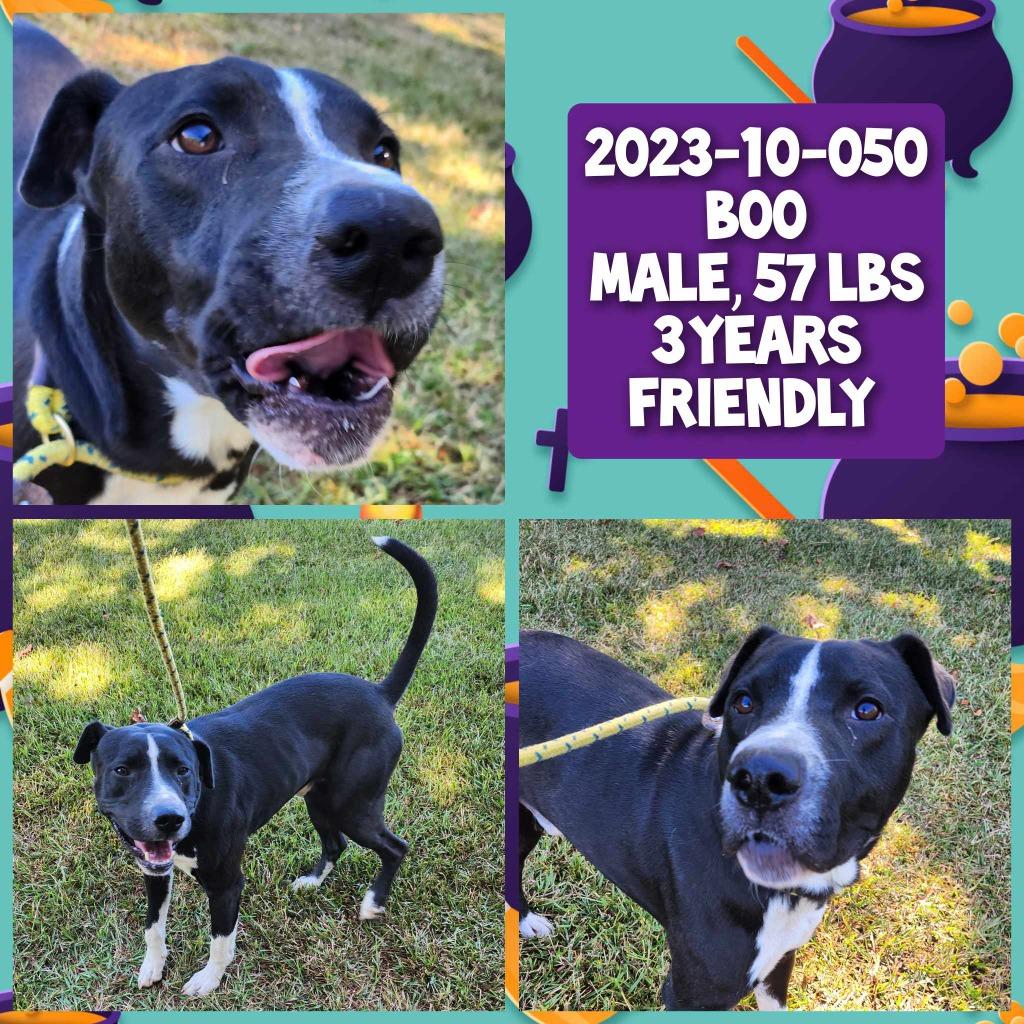 Enlarge 2023-10-050 *Boo*, a Adoptable Labrador Retriever in Winder, GA image 2/2