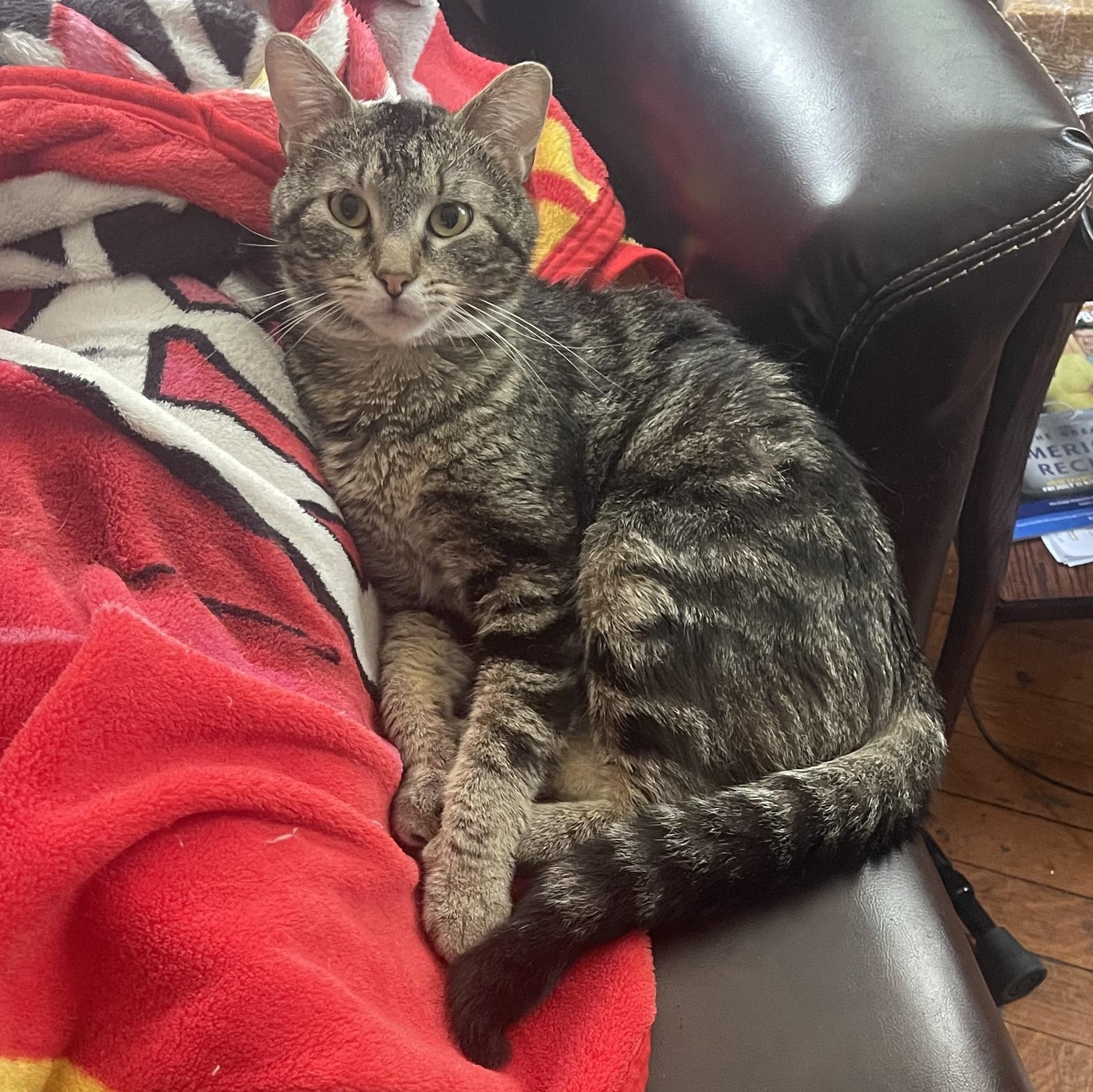 Bullseye, Adult Male Tabby