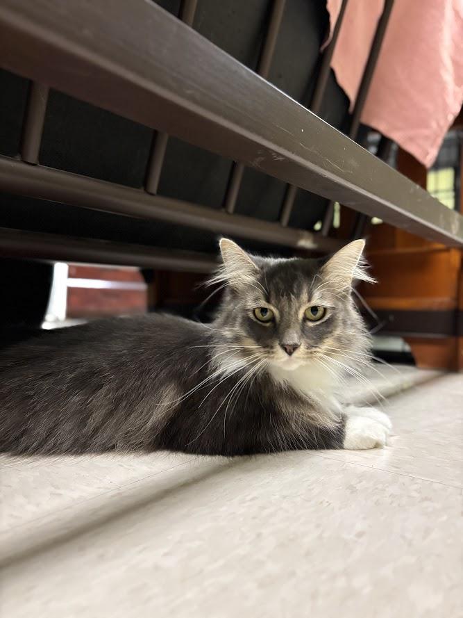 Enlarge Elvira, an adopted Domestic Long Hair in The Colony, TX image 3/4