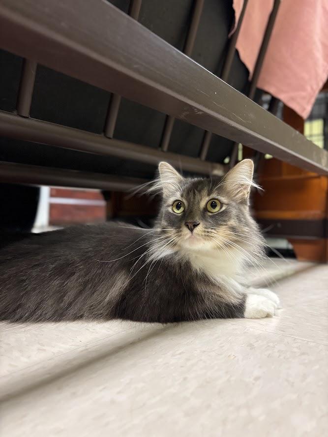 Elvira, adopted, Adult Female Domestic Long Hair.