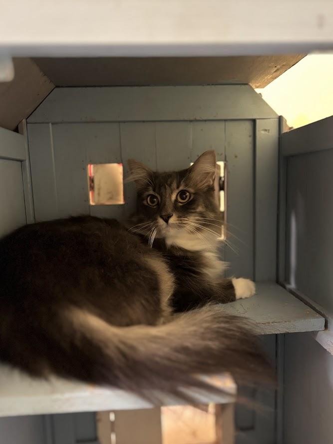 Enlarge Elvira, an adopted Domestic Long Hair in The Colony, TX image 4/4