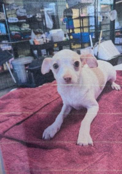 Luigi, Adoptable, Young Male Chihuahua.