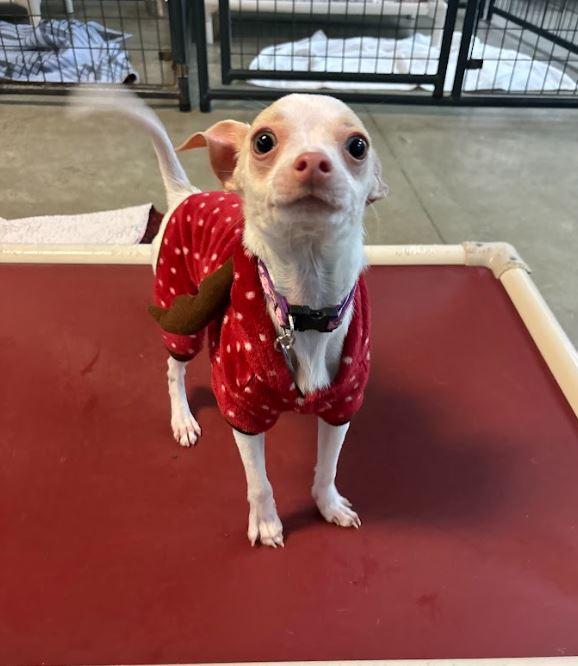 Luigi, Adoptable, Young Male Chihuahua.
