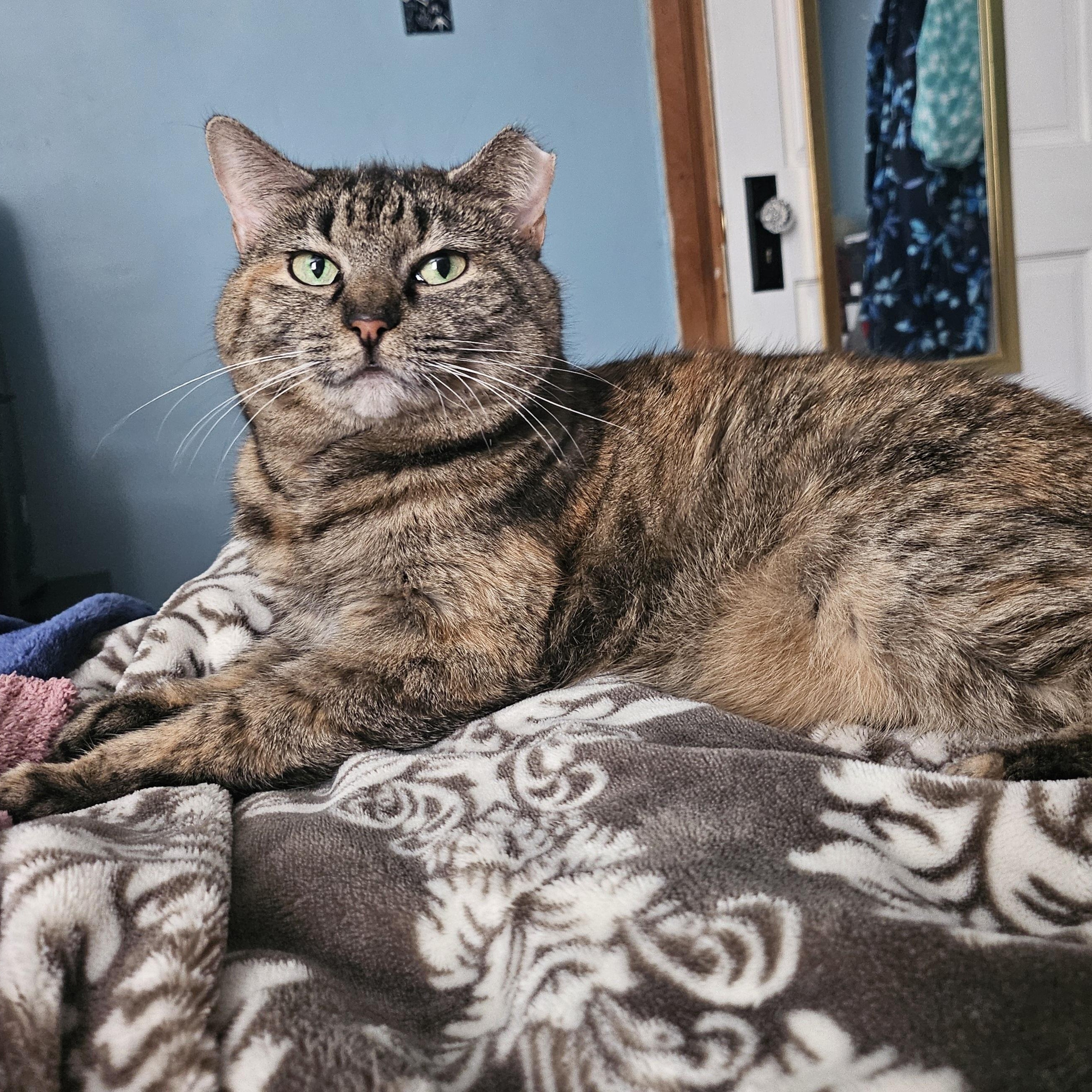 Reese, Adoptable, Senior Female Domestic Short Hair.