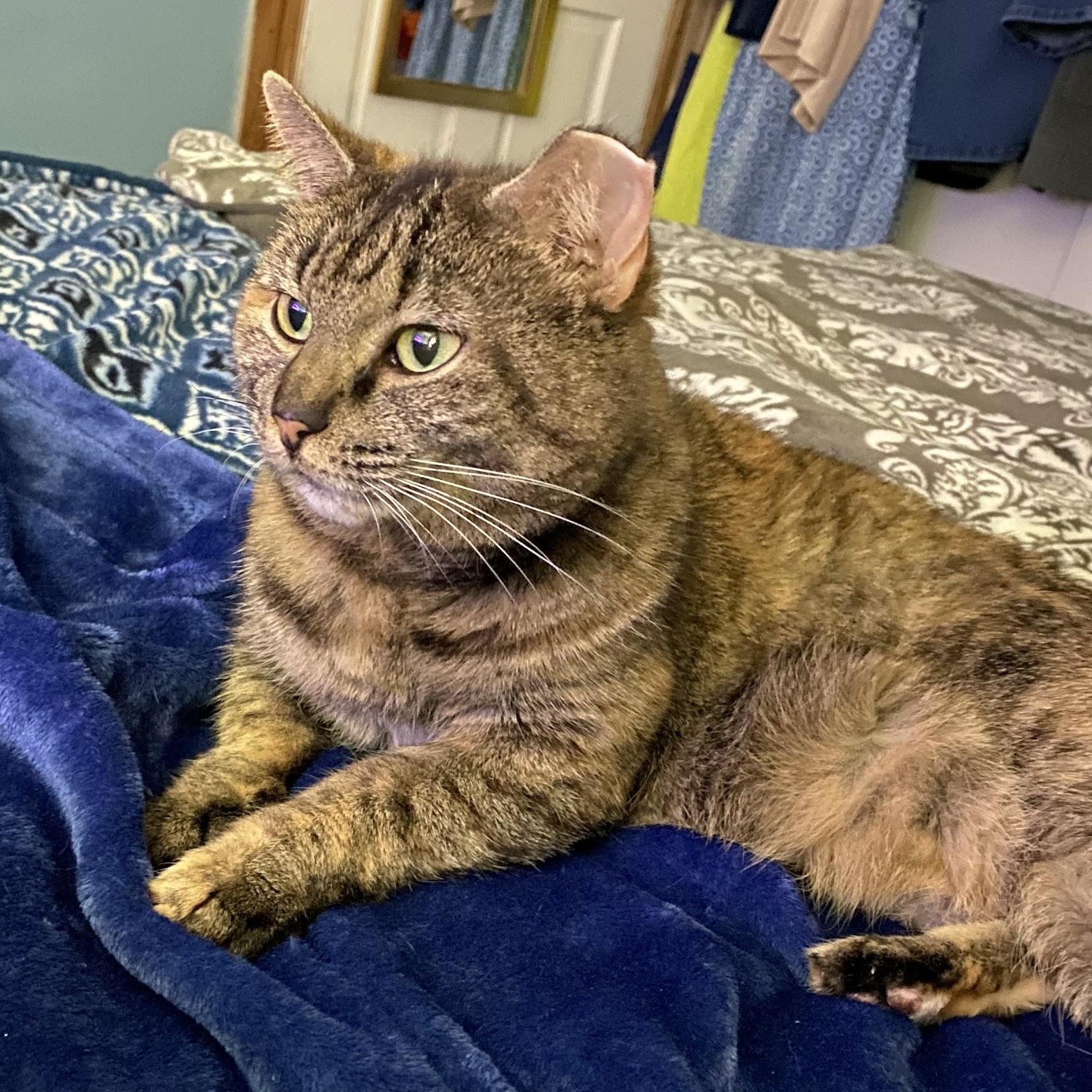 Reese, Adoptable, Adult Female Domestic Short Hair.
