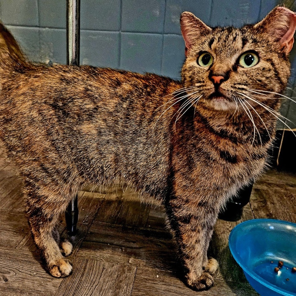 Reese, a Adoptable Domestic Short Hair in Bordentown, NJ image 4/5