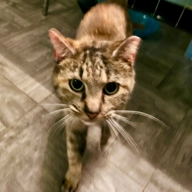 Reese, a Adoptable Domestic Short Hair in Bordentown, NJ image 5/5
