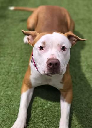 Enlarge Olivia Rae, a ADOPTABLE mixed breed in Racine, WI image 1/3