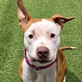 Enlarge Olivia Rae, a ADOPTABLE mixed breed in Racine, WI image 3/3