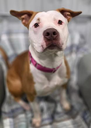 Enlarge Olivia Rae, a ADOPTABLE mixed breed in Racine, WI image 2/3
