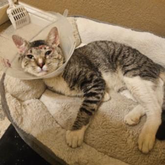 Enlarge TINKER, a Adoptable Domestic Short Hair in San Jose, CA image 1/1