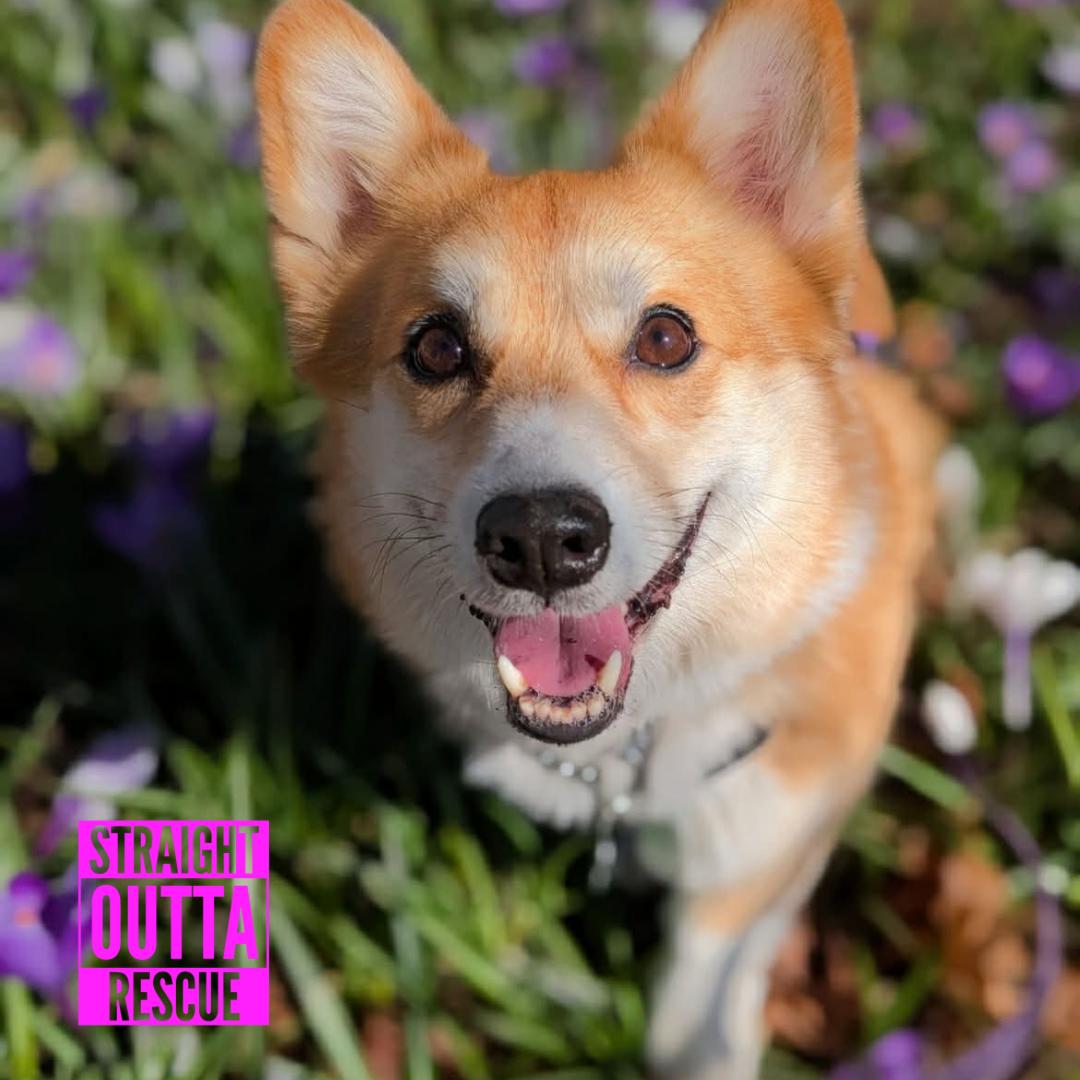 Nigel - new pictures and bio, adoptable, Young Male Corgi.