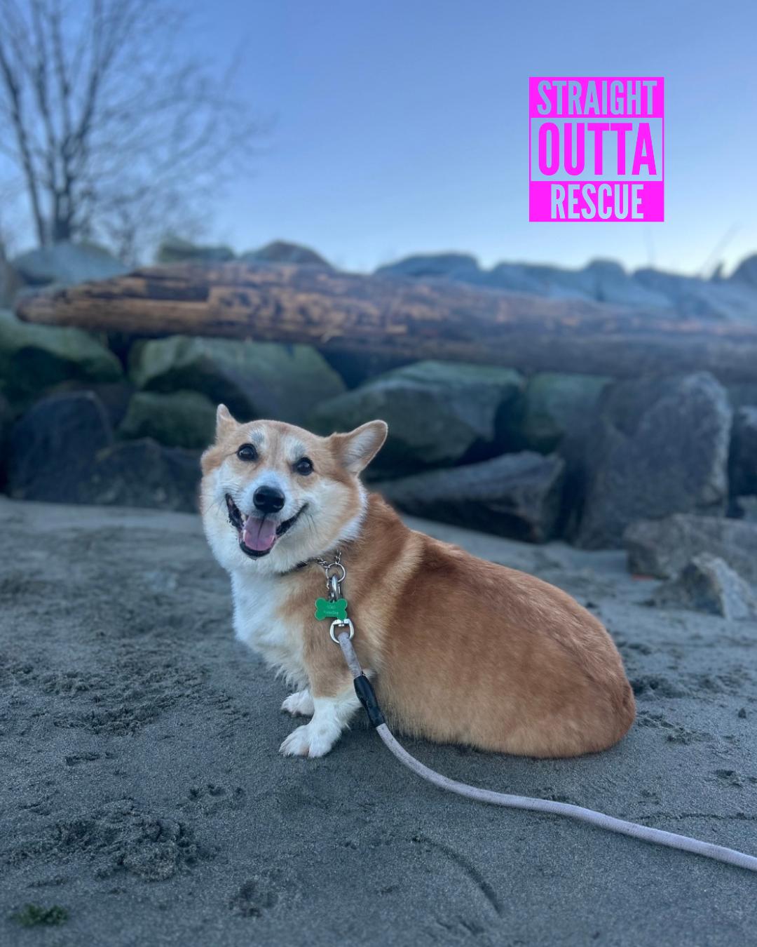 Enlarge Nigel - new pictures and bio, an adoptable Corgi in Vancouver, BC image 6/6