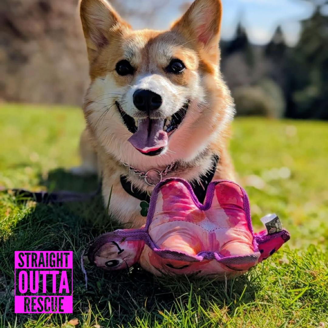 Enlarge Nigel - new pictures and bio, an adoptable Corgi in Vancouver, BC image 2/6