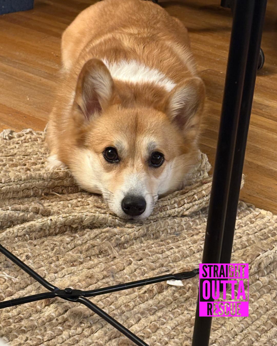 Enlarge Nigel - new pictures and bio, an adoptable Corgi in Vancouver, BC image 4/6