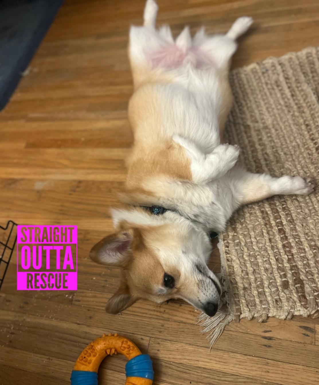 Enlarge Nigel - new pictures and bio, an adoptable Corgi in Vancouver, BC image 5/6