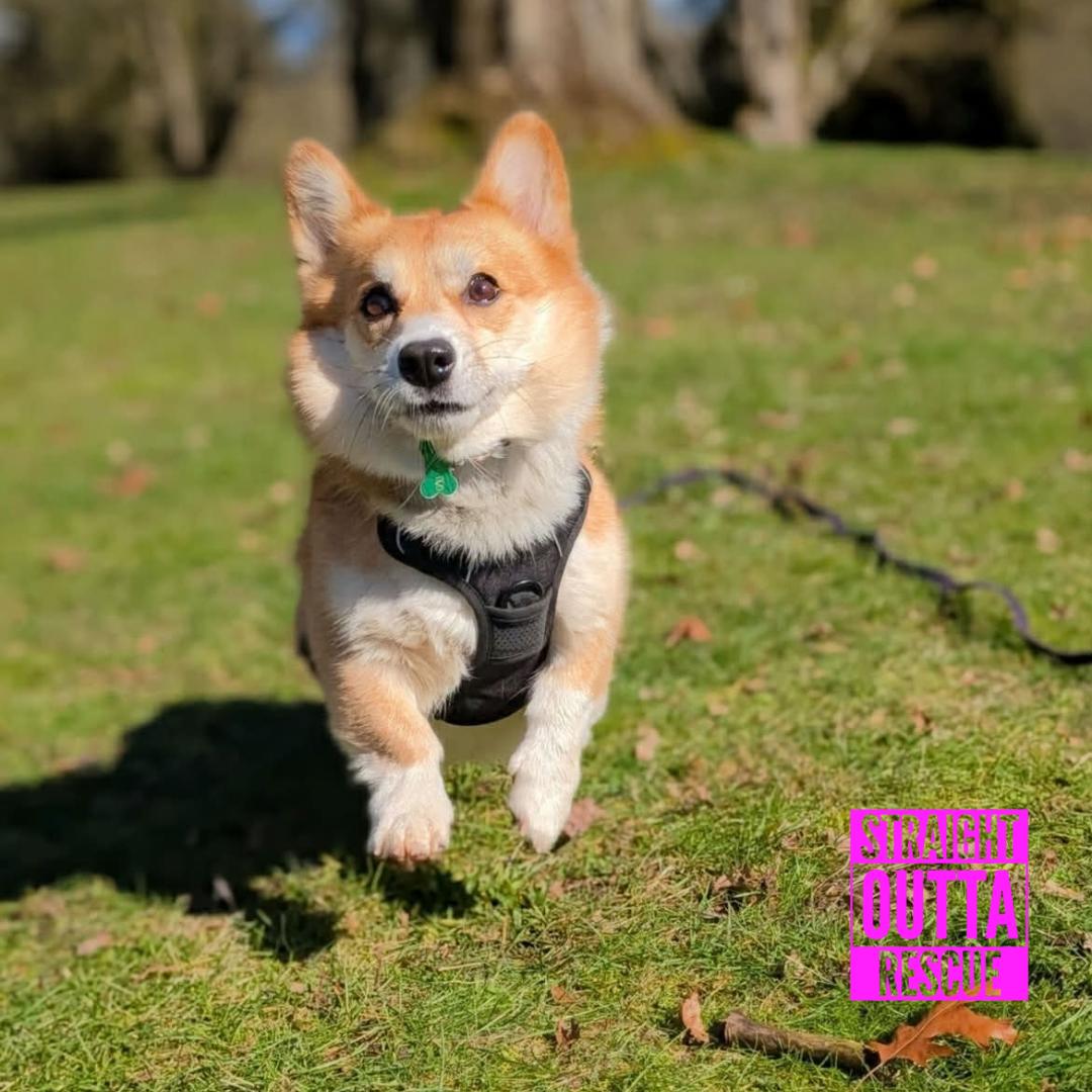 Enlarge Nigel - new pictures and bio, an adoptable Corgi in Vancouver, BC image 3/6