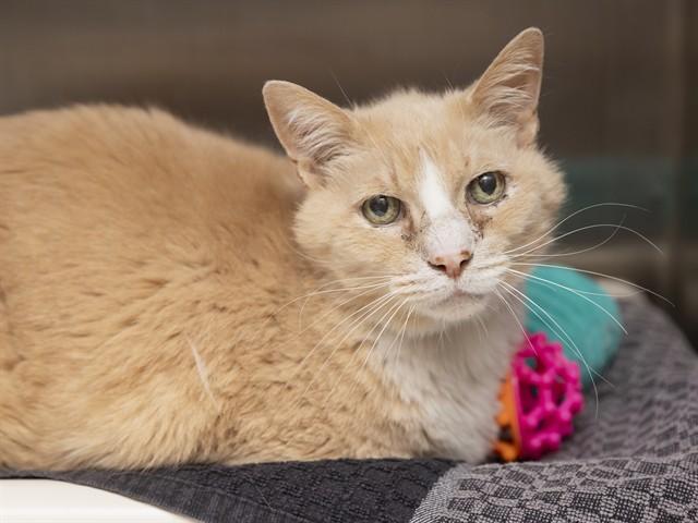 BOIS, Adoptable, Adult Male Domestic Short Hair.