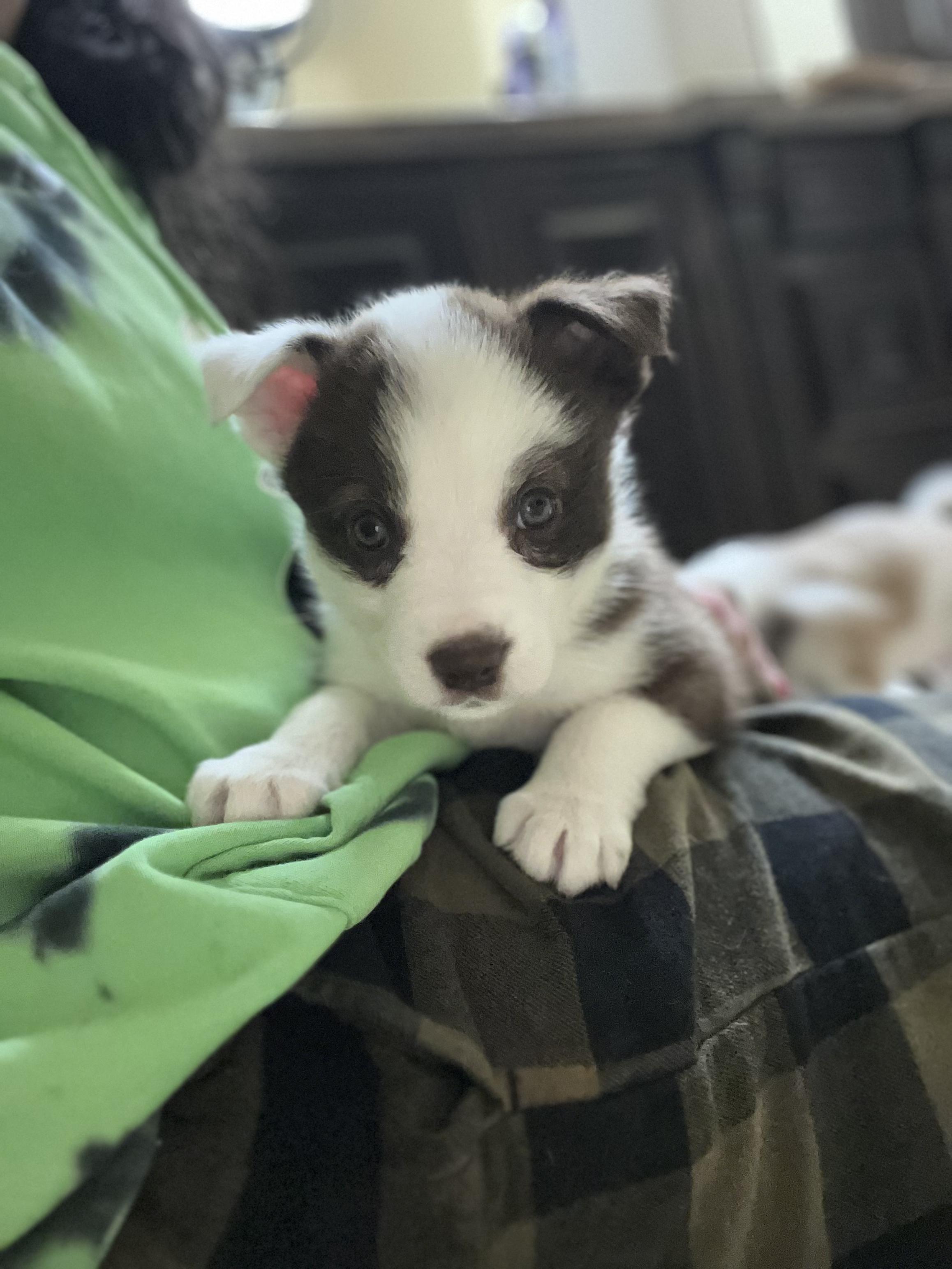 Boo, a Adopted Australian Shepherd in El Paso, TX image 4/6
