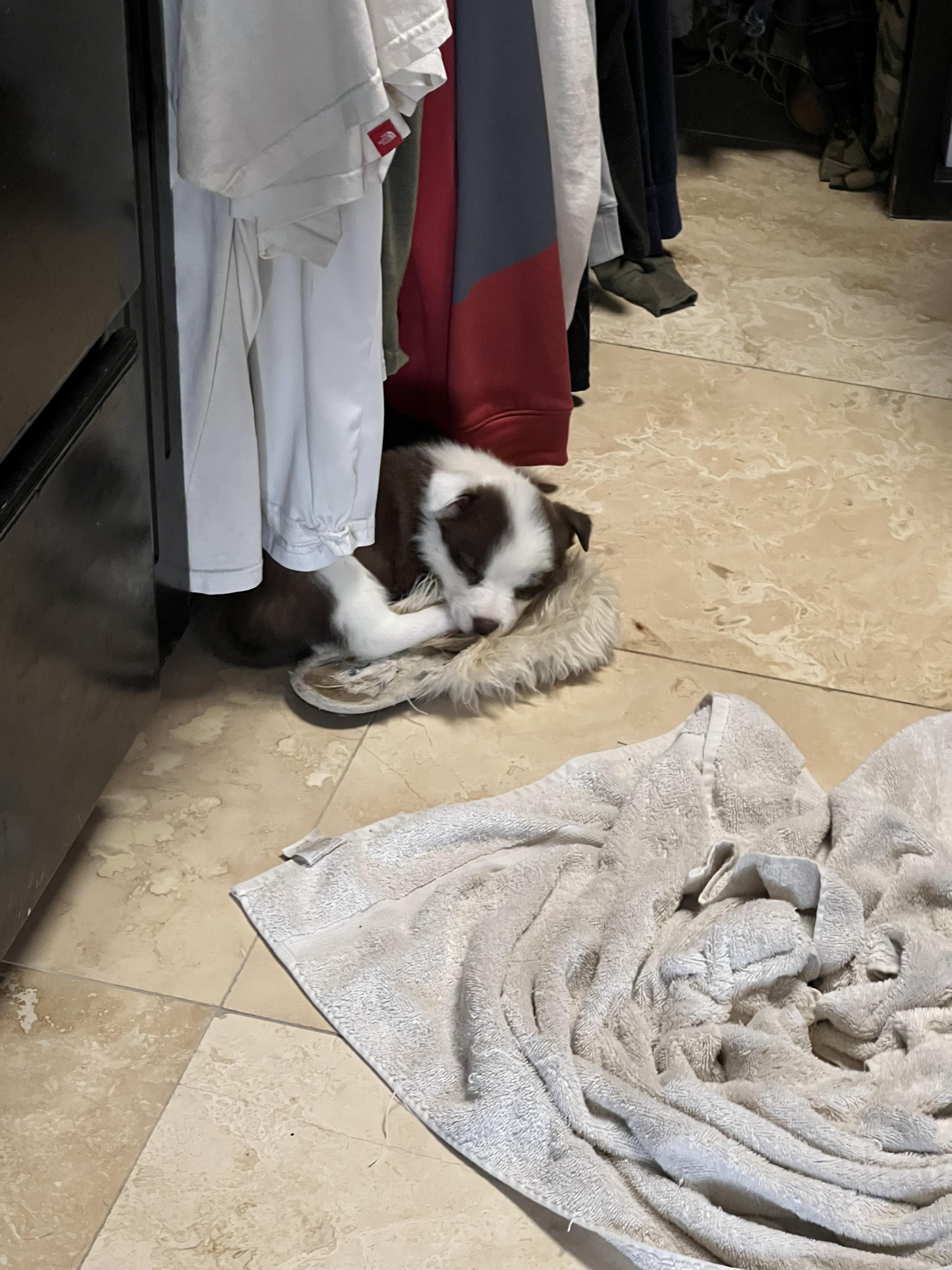 Boo, a Adopted Australian Shepherd in El Paso, TX image 5/6