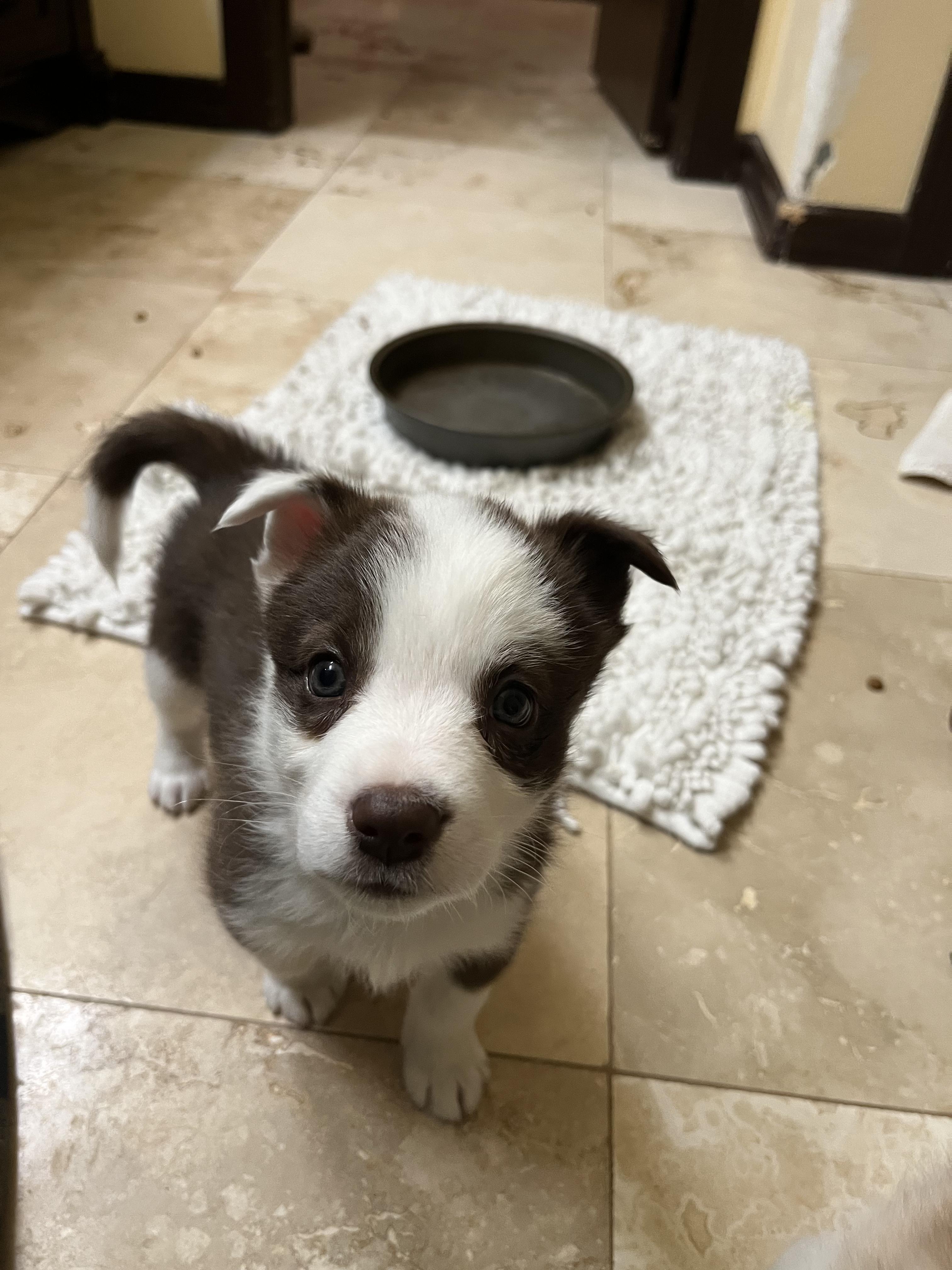 Boo, a Adopted Australian Shepherd in El Paso, TX image 1/6