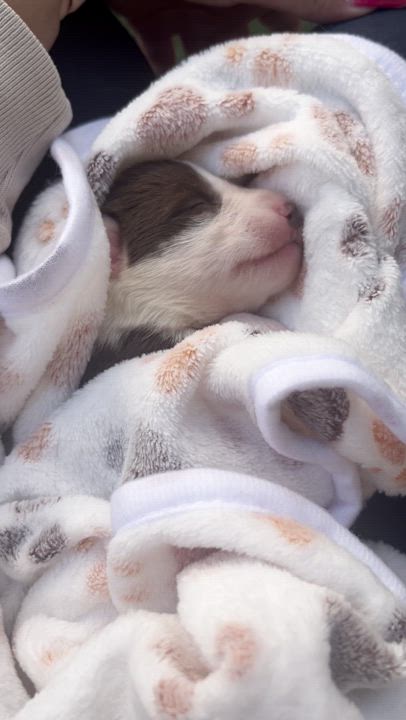 Enlarge Boo, a Adopted Australian Shepherd in El Paso, TX video 3/6