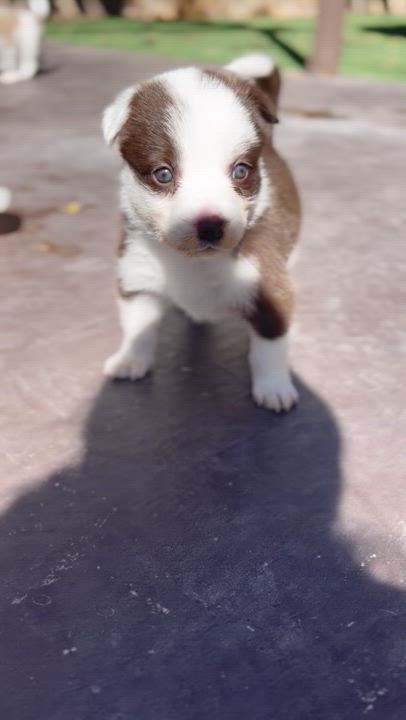 Enlarge Boo, a Adopted Australian Shepherd in El Paso, TX video 2/6