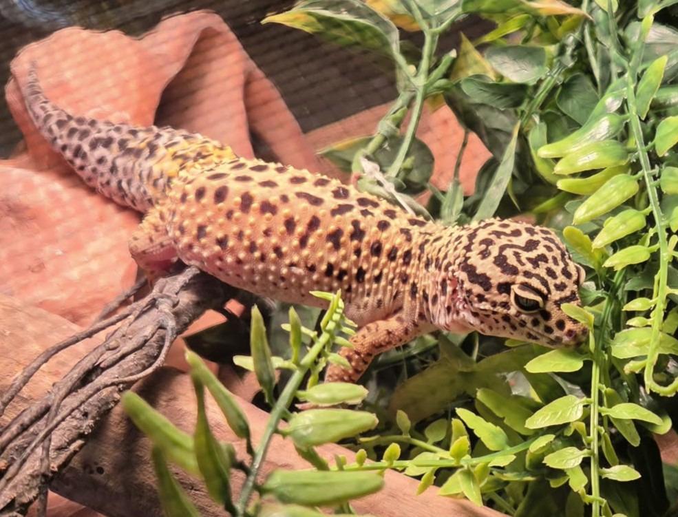 Enlarge Mustard, a Adoptable Gecko in Warren, MI image 2/3