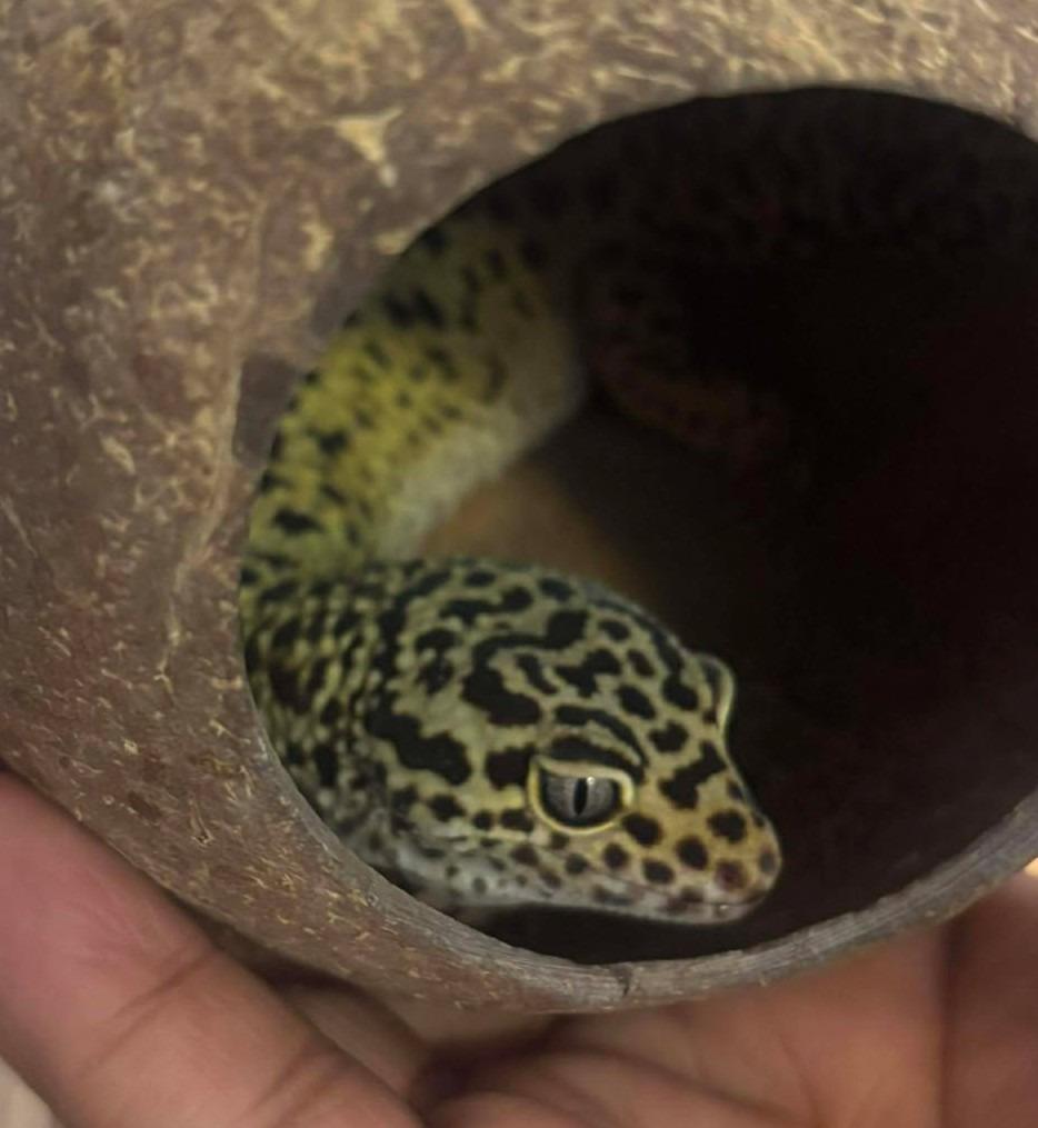 Enlarge Mustard, a Adoptable Gecko in Warren, MI image 3/3
