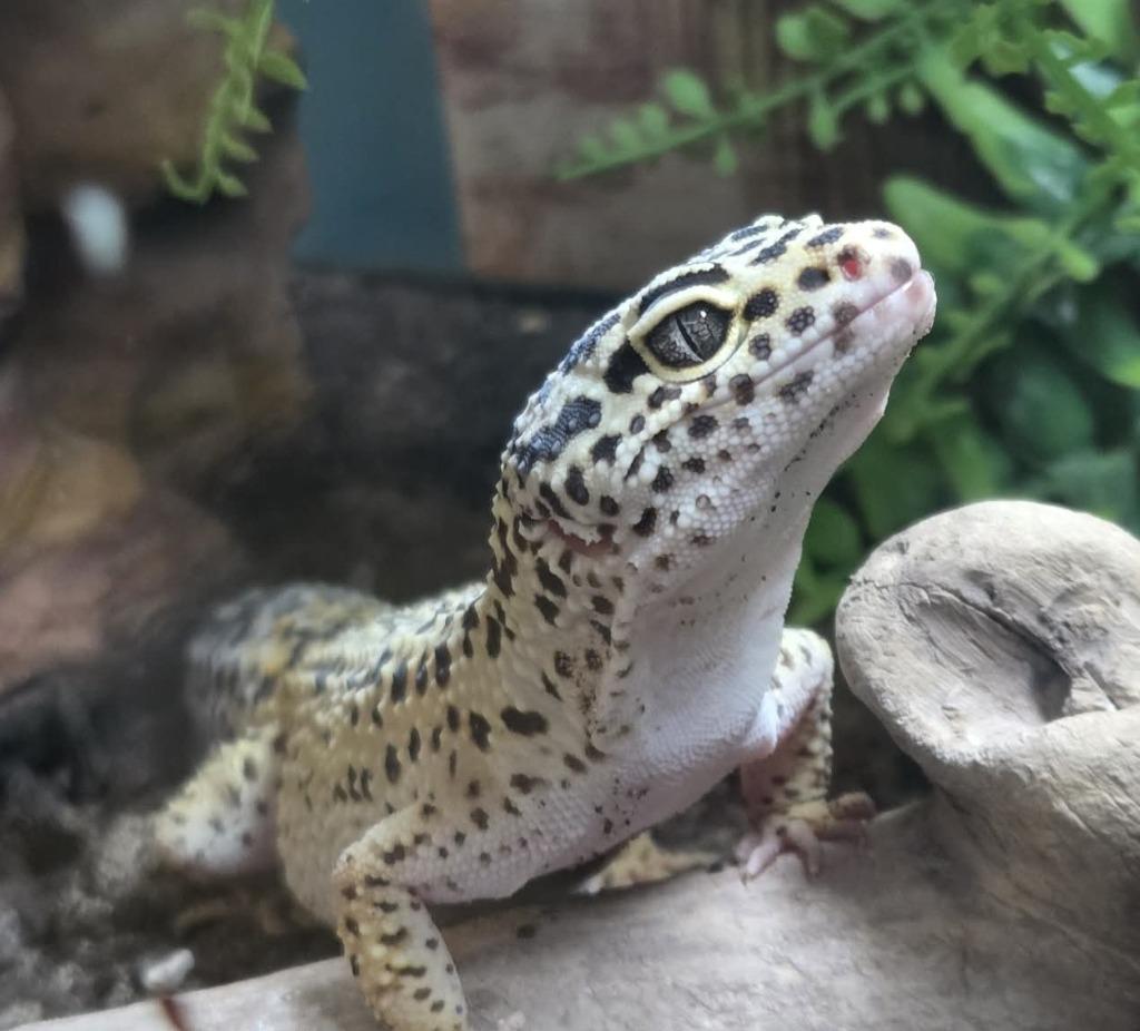Mustard, Adoptable, Adult Female Gecko.