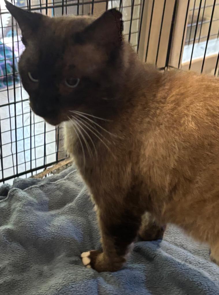 Enlarge SAM, a Adoptable Snowshoe in Elizabethton, TN image 1/1