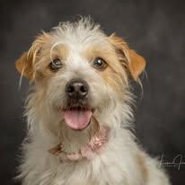 Enlarge Lottie, a ADOPTABLE Mixed Breed in Cullman, AL image 1/1