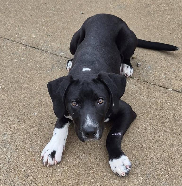 Crowley, ADOPTABLE, Adult Male Black Labrador Retriever.
