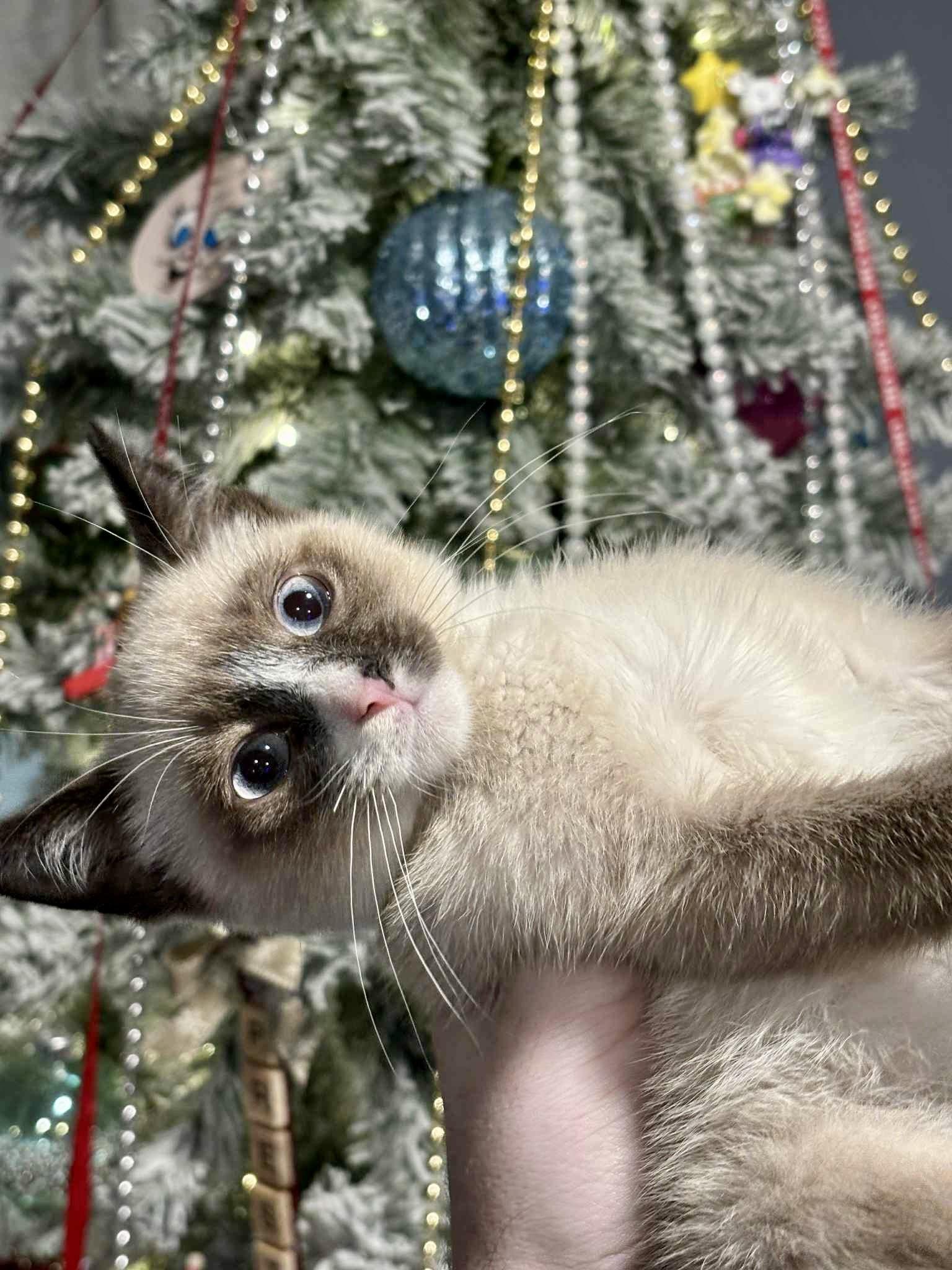 Enlarge Tank, a ADOPTABLE mixed breed in Elkland, PA image 3/3