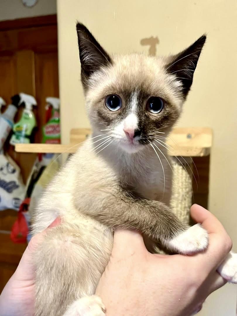 Tank, ADOPTABLE, Young Male Siamese & Domestic Short Hair.