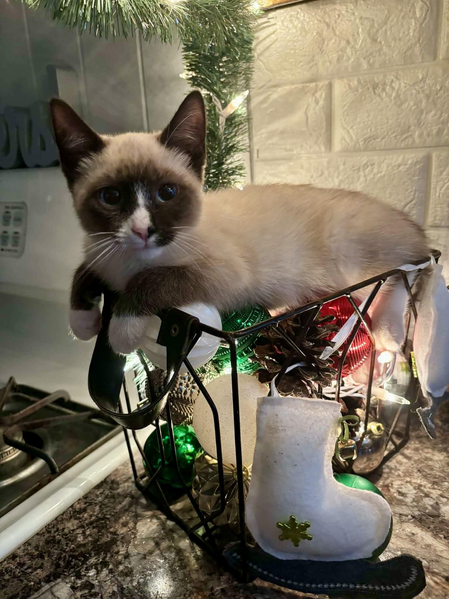 Enlarge Tank, a ADOPTABLE mixed breed in Elkland, PA image 2/3