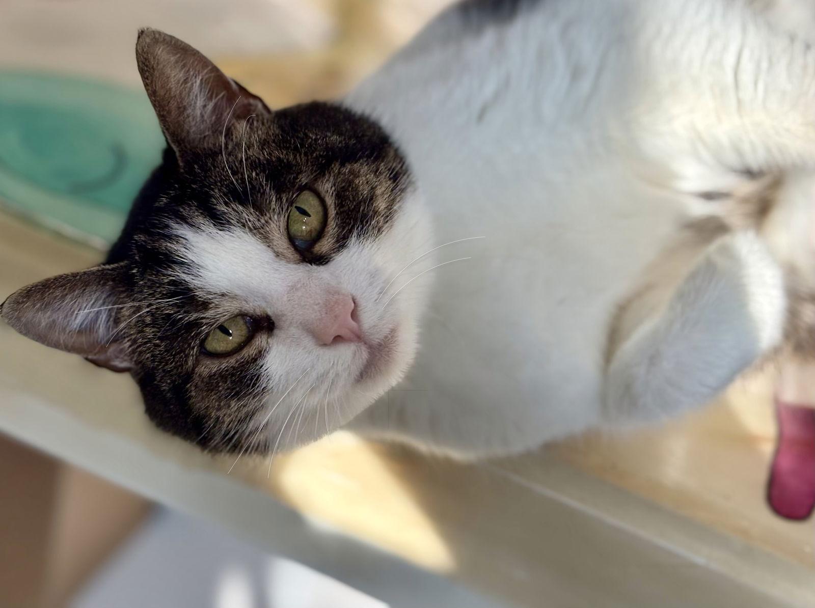 Enlarge Millie, a Adoptable Tabby in Flint Hill, VA image 1/3