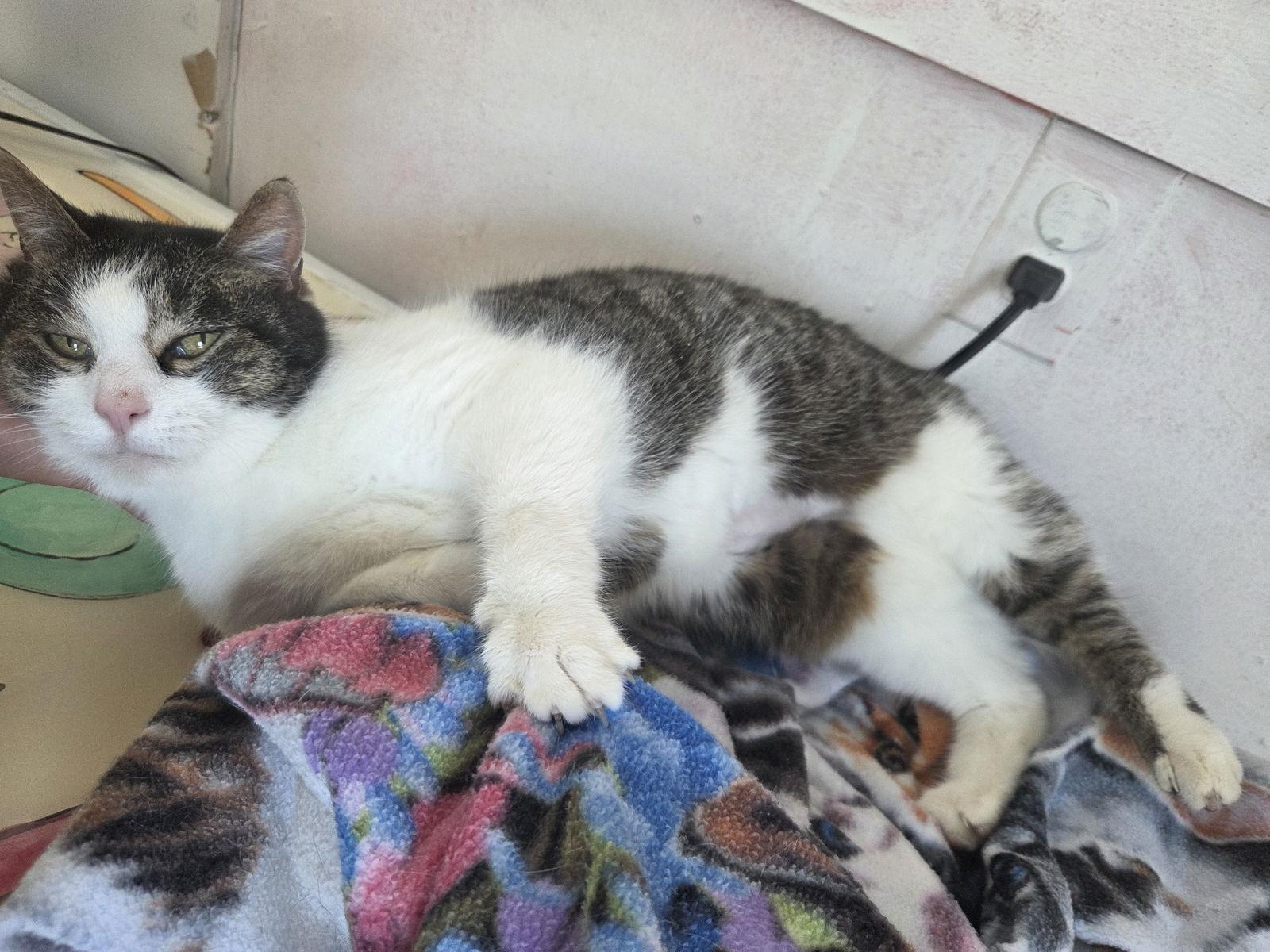 Enlarge Millie, a Adoptable Tabby in Flint Hill, VA image 1/3