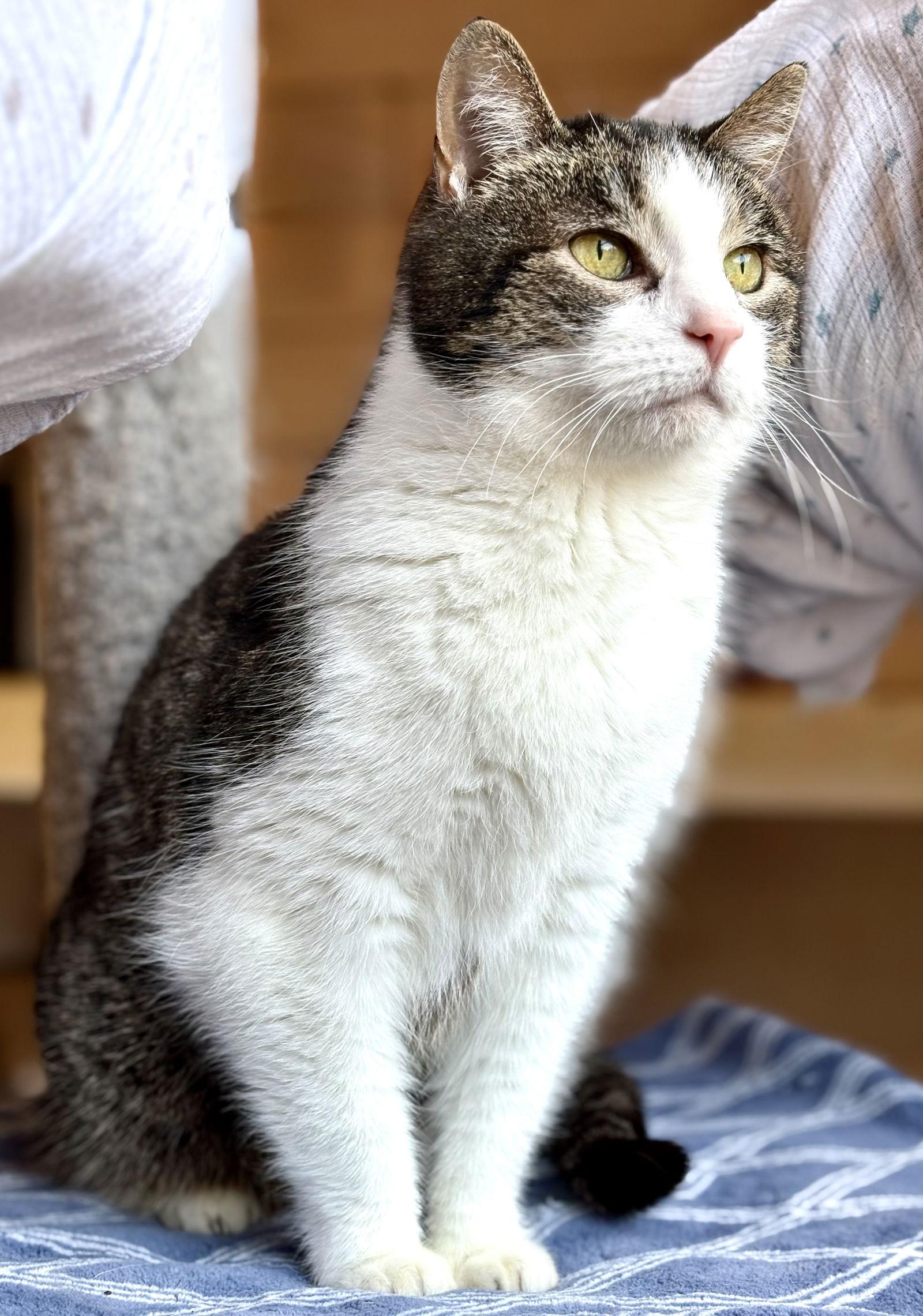 Enlarge Millie, a Adoptable Tabby in Flint Hill, VA image 2/3