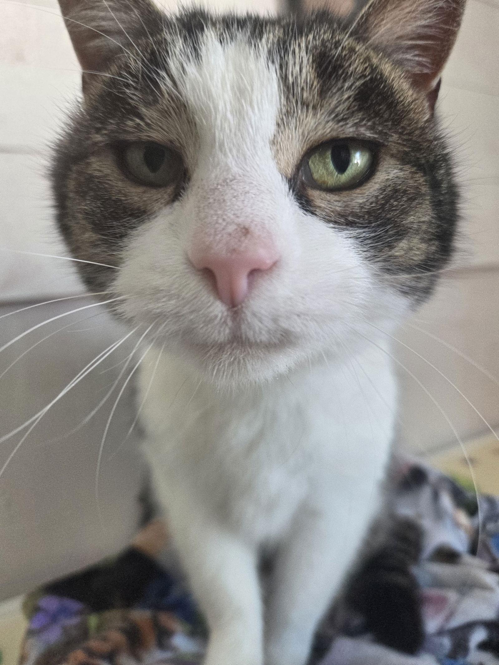 Millie, Adoptable, Adult Female Tabby.