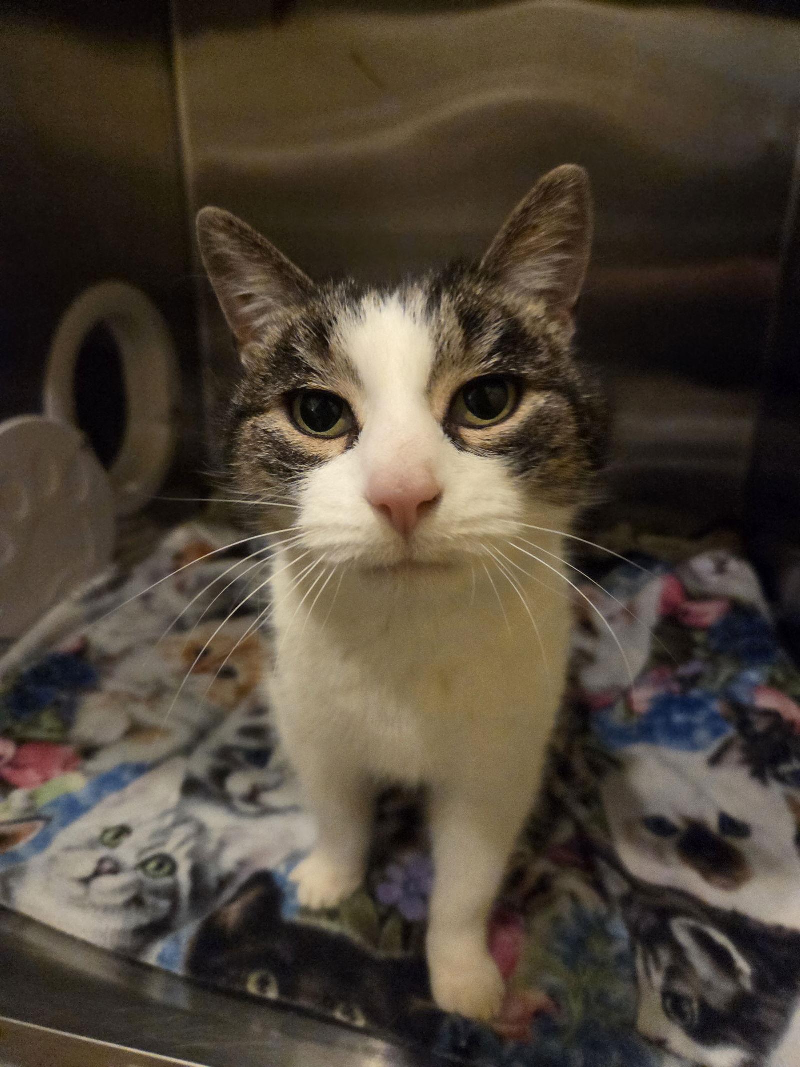 Enlarge Millie, a Adoptable Tabby in Flint Hill, VA image 2/3